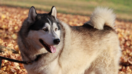 An adorable Husky dog on a leash being led by its owner, curiously looking behind in the setting sun