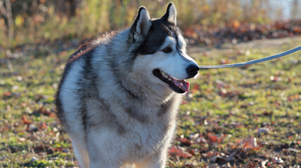 An adorable Husky dog on a leash being led by its owner, curiously looking ahead in the setting sun