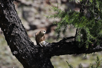 A sequence of the meal of a small bird of prey, Mongolia