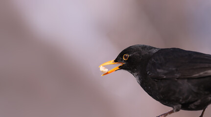 A blackbird with a peanut in its beak against a blurred background of an indeterminate color...