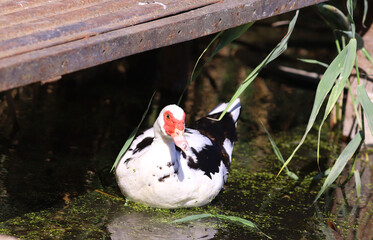 A musk duck of the original black and white red hid in the shadows under the bridge..