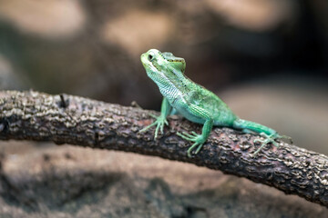 green head basilisk sitting on a branch