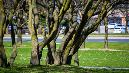In the park, different tree trunks intertwine with each other