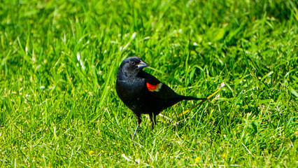 In the lush green meadow, there is a three-colored blackbird