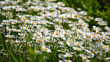 A close-up of clusters of small daisy flowers