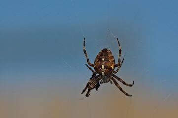 European garden spider feeding on a bug with a defocused natural background