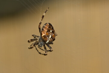 Side view of a European garden spider on it's web with brown defocused background
