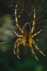 extreme close-up of a garden spider on the web 