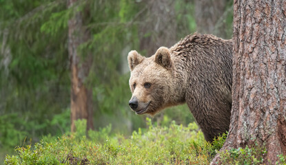 Brown bear in boreal forest in Finland
