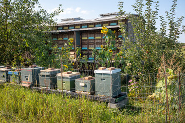 Bienen Bienenstock Bienenwagen Sommer Sonnenblume