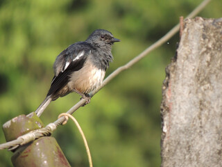 oriental magpie robin