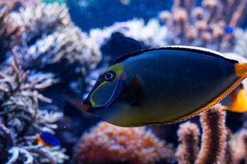 Underwater 