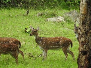 deer in the forest