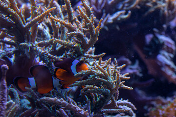 Underwater 