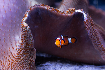 Underwater 