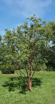 Very original Paper Bark Maple tree (Acer griseum)  in the middle of a park, appreciated for its exfoliate cinnamon-brown bark and magnificent colored foliage in autumn

