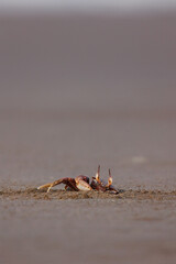 Hermit Crab entering his dungeon.