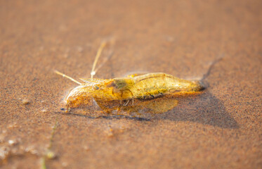 Live shrimp on the shore. The shrimp lies on the sand by the sea.