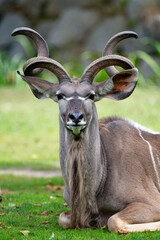 Greater kudu (Tragelaphus strepsiceros), Pilsen, Czech Republic, Europe