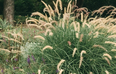 Botanic Garden. Oriental Fountain Grass in a formal garden. Pennisetum orientale. Tall Tails plant....