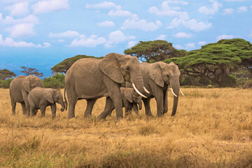 Fototapeta premium Animals Are Beautifull