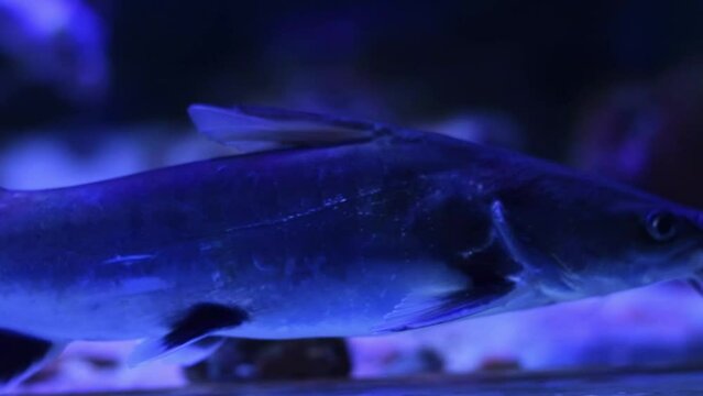 Catfish swimming at the bottom of an aquarium with blue illumination