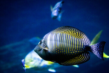Underwater 