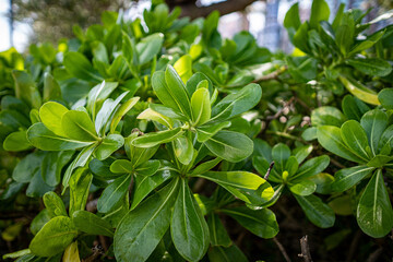 close up of leaves