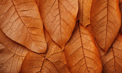 Close-up autumn dry leaf textured wallpaper.
