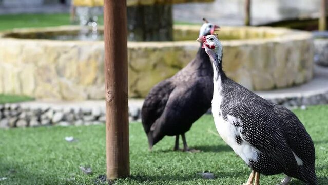 Numida meleagris or black and white domestic fowl with white dots and red beak, walking on the grass while raising their heads and singing.