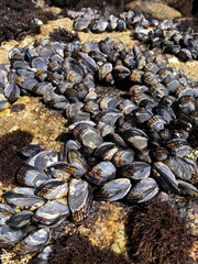 Having fun with  tide pools - Little boy exploring beach and the ocean: throwing rocks, playing in the sand, discovering animals as sea urchins, mussels and starfish. California Coast. 