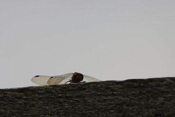 A beautiful closeup of an isolated Dragonfly