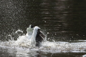 A beautiful animal portrait of a Duck on a bright sunny morning