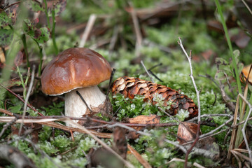 

In the forest, an edible mushroom grows among green leaves and moss, and next to it is a cone