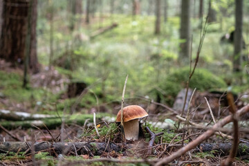 
An edible mushroom grows in the forest among green leaves and moss - Powered by Adobe
