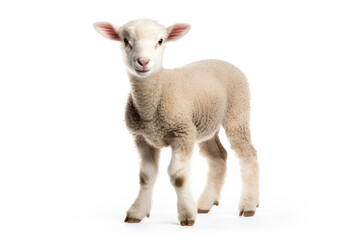 Naklejka na ściany i meble A lamb isolated on white background