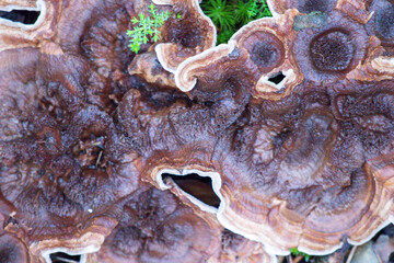 
Brown wood mushrooms with white edge on the ground