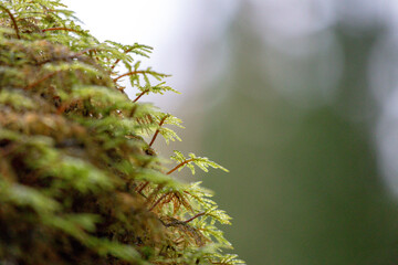  Close-up of small tree leaves with moss and blurred green trees background © Jorens