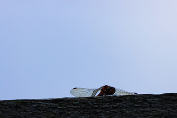 A beautiful closeup of an isolated Dragonfly