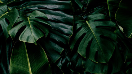 tropical leaves, green nature background