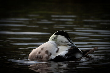 A beautiful animal portrait of a black and white duck splashing around and having a fun time on a lake
