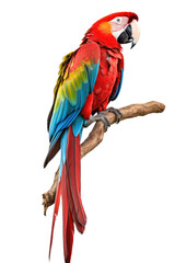 Naklejka premium Beautiful macaw parrot standing on a dry tree branch isolated on white background