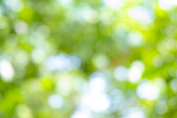 Green bokeh light nature from tree and sky background is a shiny naturally occurring shadow that is...
