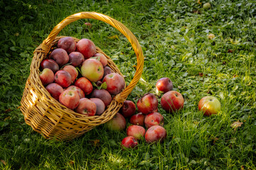 Abundance of Fresh, Organic Apples in a Wicker Basket. Organic apples in a wicker basket, showcasing nature's abundance and freshness.