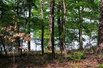 forest by the lake