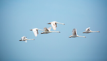 Flying swans in the blue sky. Waterfowl at the nesting site. A flock of swans walks on a blue lake. - Powered by Adobe