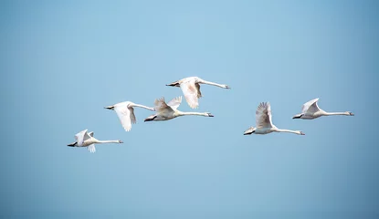 Keuken spatwand met foto Flying swans in the blue sky. Waterfowl at the nesting site. A flock of swans walks on a blue lake. © Vera