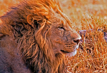 African lion head shot