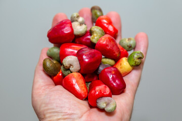 The cerrado cajuzinho (Anacardium humile), also known as cajuzinho-do-campo or cajuí, . Brazilian wild fruit