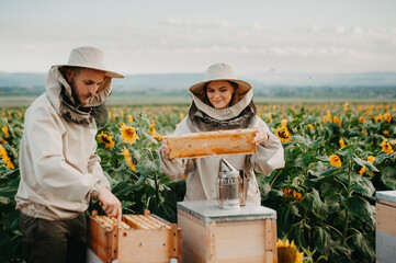 A young family of beekeepers works on a farm producing honey in sunflowers at sunset. Honey...